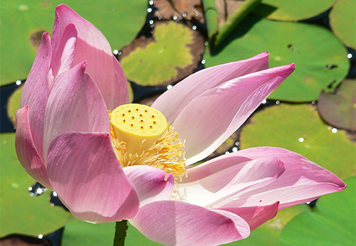 Lotus Blume im Garten der Villa